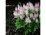 Trvalky ducplant(56)