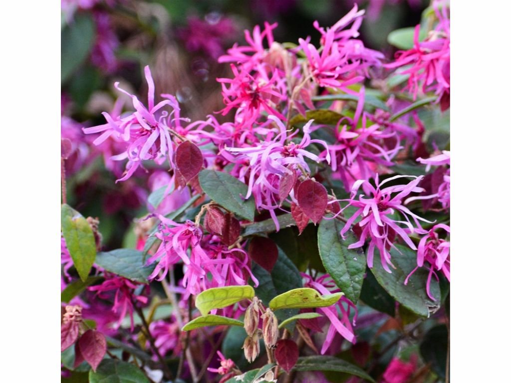 Loropetalum čínské Rubra na 40 cm kmínku, výška 70–80 cm, květináč 7 l