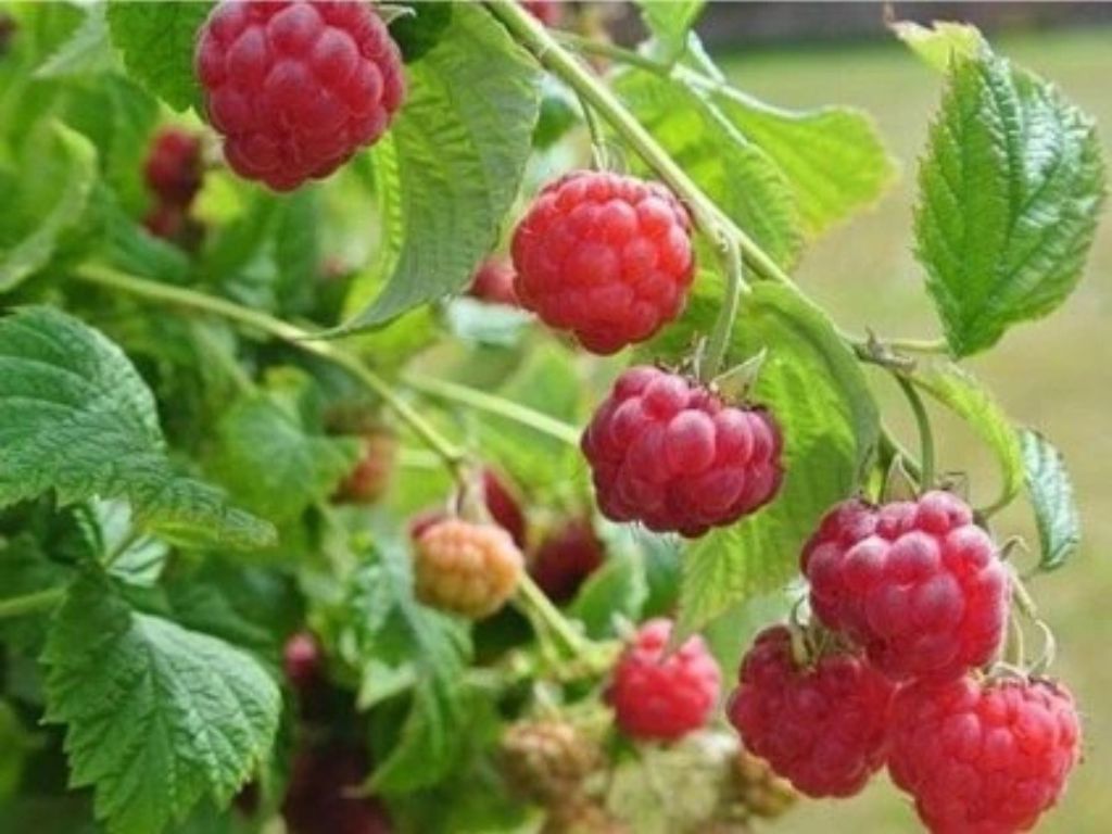 Drobné ovocie Malina Beskid(3)