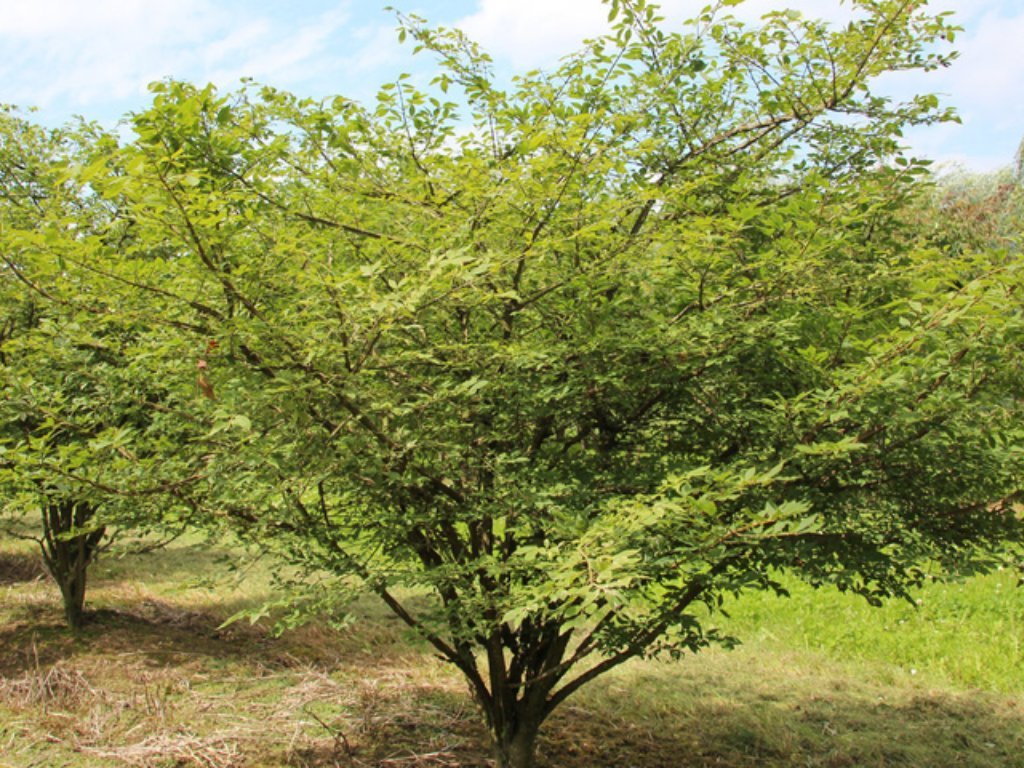 Brslen křídlatý, výška 40-50 cm, květináč 17 cm