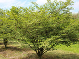 Brslen křídlatý, výška 40-50 cm, květináč 17 cm