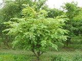 Brslen křídlatý, výška 40-50 cm, květináč 17 cm