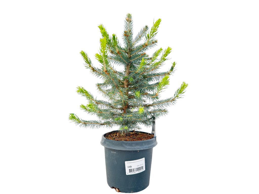 Okrasné stromy Smrek pichľavý Glauca(4)