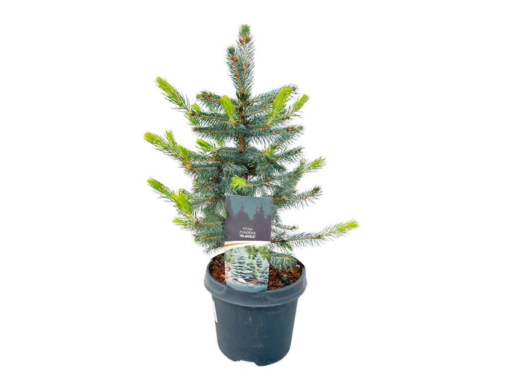 Okrasné stromy Smrek pichľavý Glauca(1)