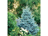 Smrk pichlavý Glauca, výška 30–50 cm, květináč 19 cm