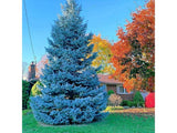 Smrk pichlavý Glauca, výška 30–50 cm, květináč 19 cm