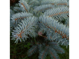 Smrk pichlavý Glauca, výška 30–50 cm, květináč 19 cm