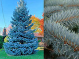 Smrk pichlavý Glauca, výška 30–50 cm, květináč 19 cm