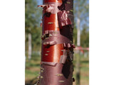 Okrasné stromy Čerešňa tibetská Branklyn 160 180 cm(1)