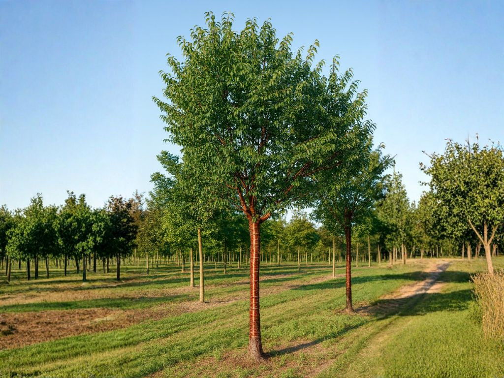 Okrasné stromy Čerešňa tibetská Branklyn 160 180 cm