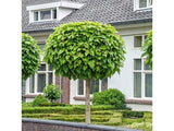 Katalpa trubačovitá Nana na kmínku 130-140 cm, výška 150-170 cm, květináč 5 l