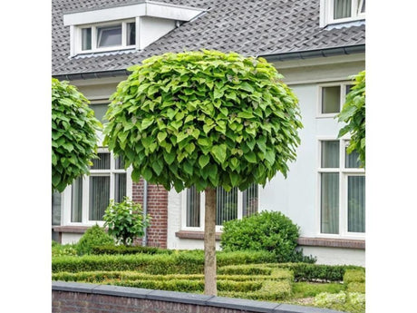 Katalpa trubačovitá Nana na kmínku 130-140 cm, výška 150-170 cm, květináč 5 l