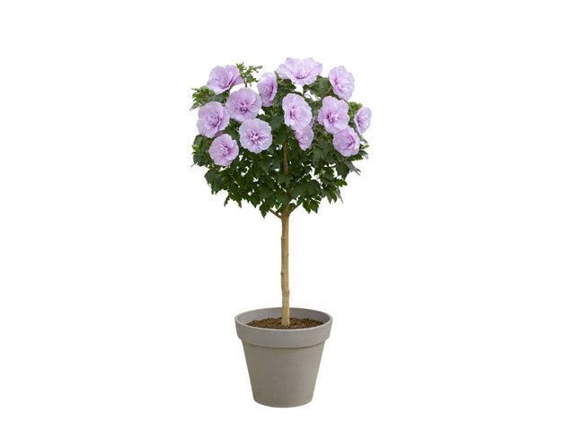 Dreviny na kmienku Ibištek sýrsky Lavender Chiffon na cca 70cm kmienku, výška 100 120cm(1)