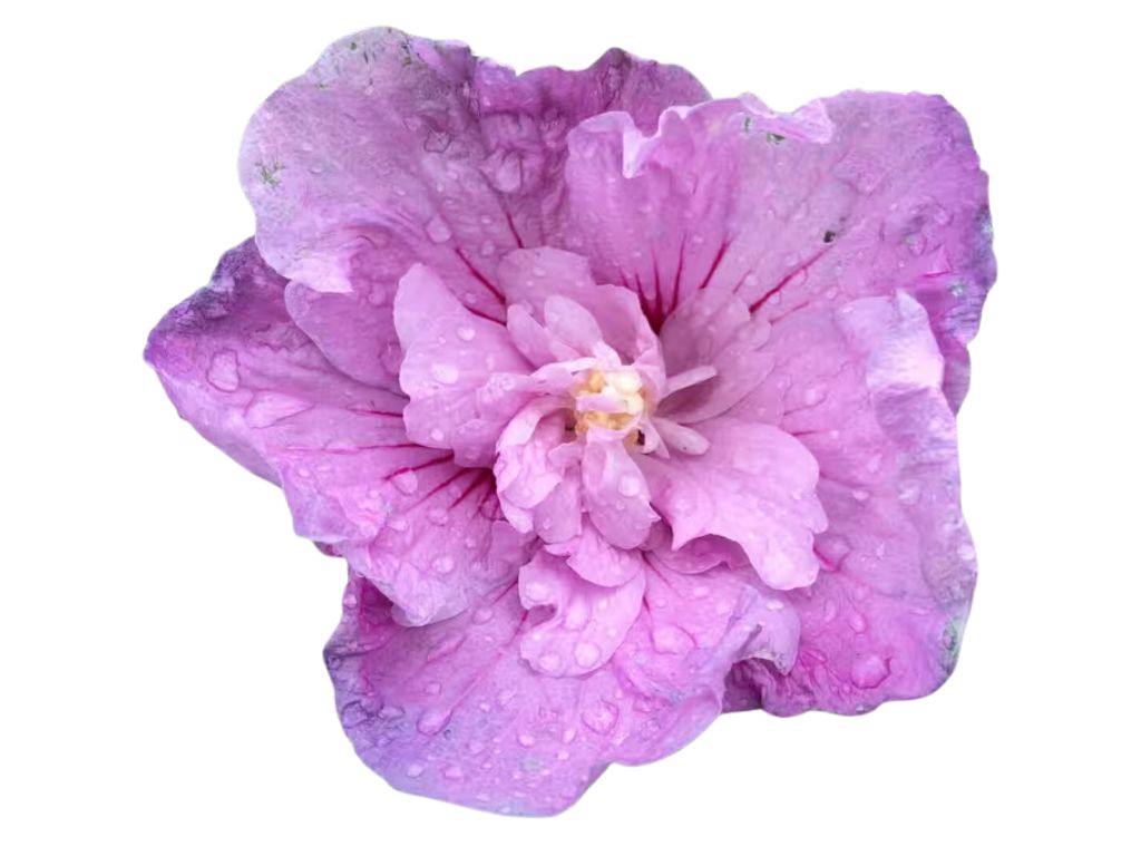 Dreviny na kmienku Ibištek sýrsky Lavender Chiffon na cca 70cm kmienku, výška 100 120cm(2)