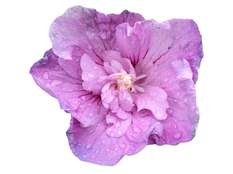Dreviny na kmienku Ibištek sýrsky Lavender Chiffon na cca 70cm kmienku, výška 100 120cm(2)