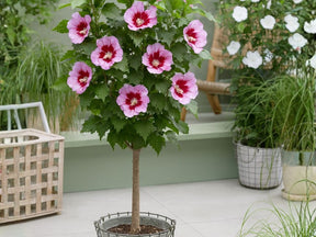 Dreviny na kmienku Ibištek sýrsky Flower tower Purple na cca 70cm kmienku, výška 100 120cm(1)