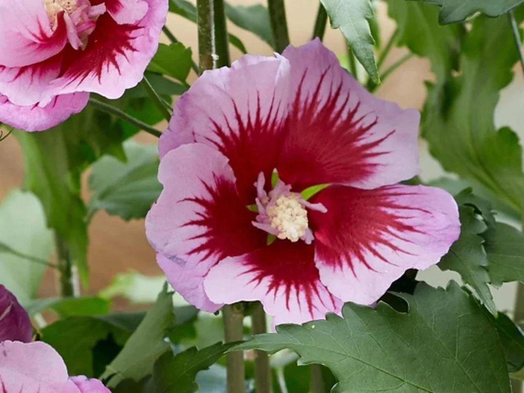 Dreviny na kmienku Ibištek sýrsky Flower tower Purple na cca 70cm kmienku, výška 100 120cm(2)