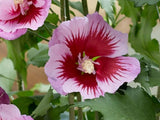 Dreviny na kmienku Ibištek sýrsky Flower tower Purple na cca 70cm kmienku, výška 100 120cm(2)