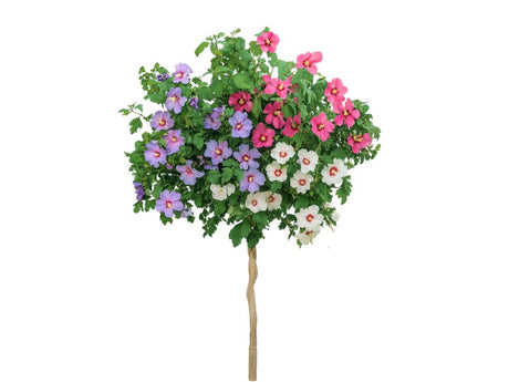 Dreviny na kmienku Ibištek sýrsky Tricolor na cca 70cm kmienku, výška 100 120cm(4)