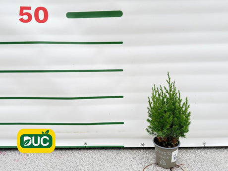 Okrasné kry Borievka čínska Stricta cca 20 cm(2)