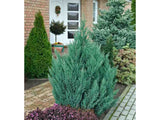 Okrasné kry Borievka čínska Stricta cca 20 cm(4)
