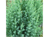 Okrasné kry Borievka čínska Stricta cca 20 cm(6)