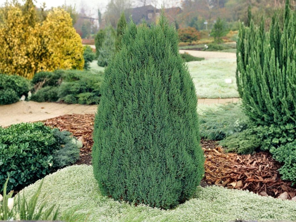 Okrasné kry Borievka čínska Stricta cca 20 cm(1)