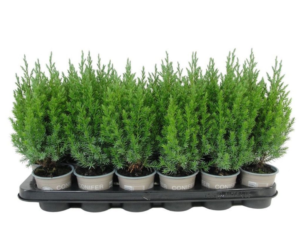 Okrasné kry Borievka čínska Stricta cca 20 cm(5)