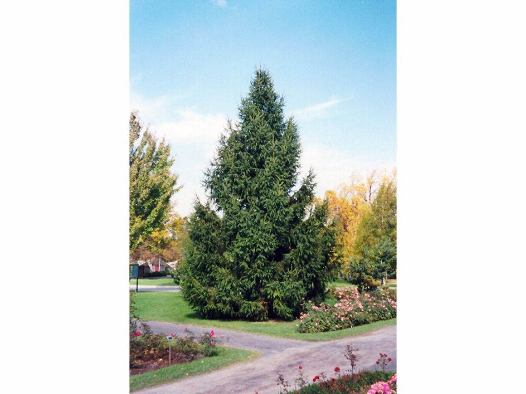 Okrasné stromy Smrek obyčajný 40 50cm(5)