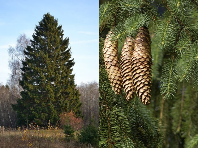 Okrasné stromy Smrek obyčajný 40 50cm(1)