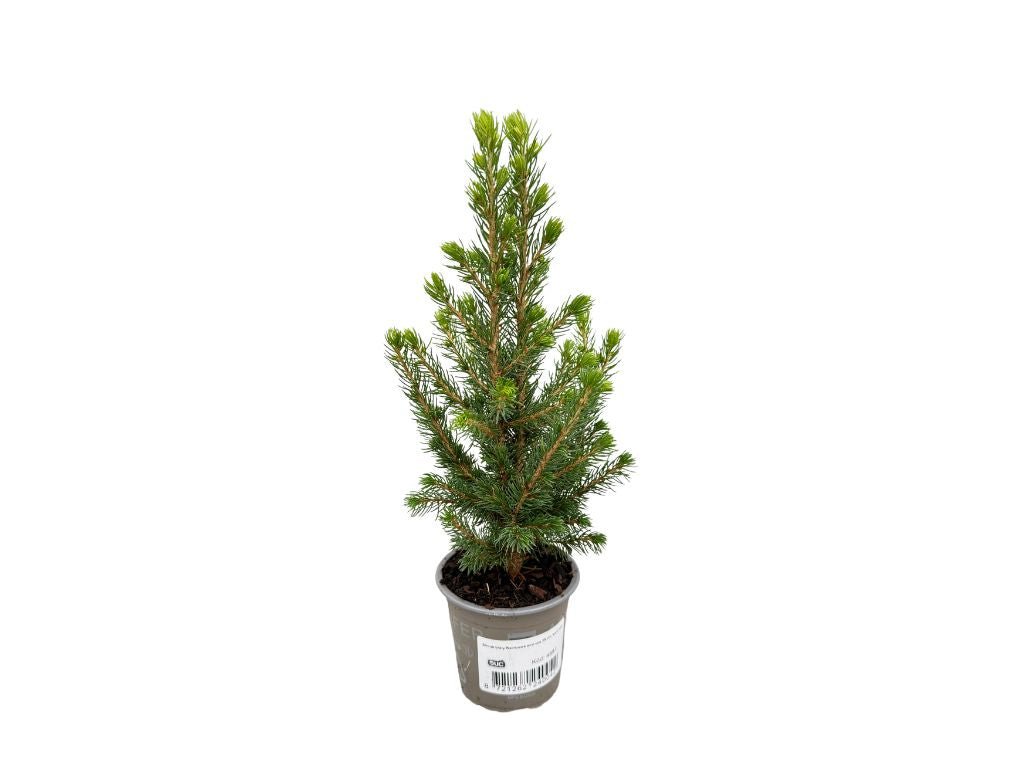 Okrasné stromy Smrek biely Rainbows end cca 25 cm(8)