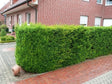 Okrasné kry Tis prostredný Hillii 25 30 cm(5)