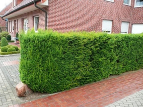 Okrasné kry Tis prostredný Hillii 25 30 cm(5)