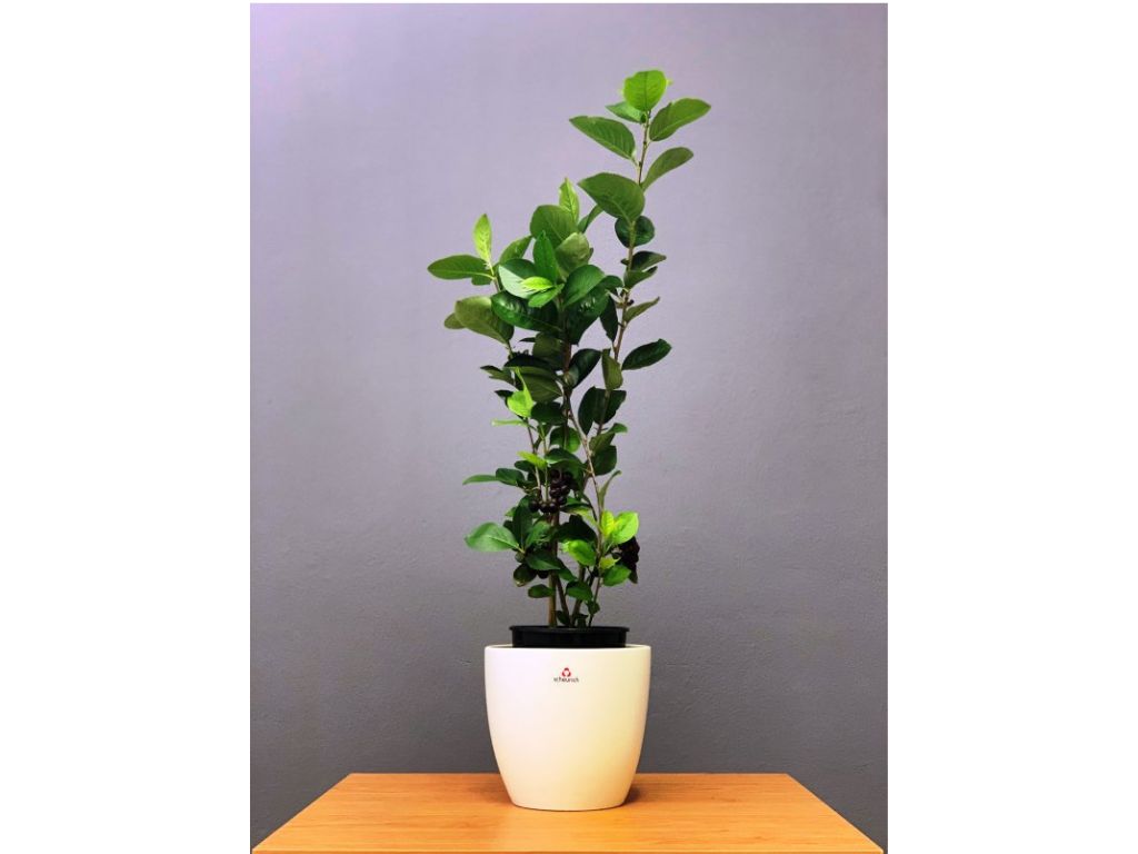 drobné ovocie ducplant(126)
