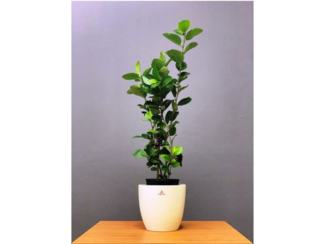 drobné ovocie ducplant(126)