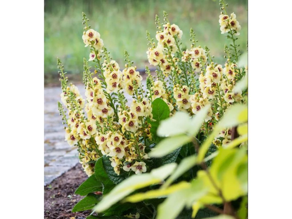 Trvalky ducplant(60)
