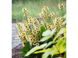 Trvalky ducplant(60)