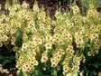 Trvalky ducplant(62)