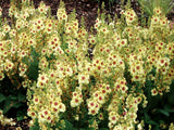 Trvalky ducplant(62)
