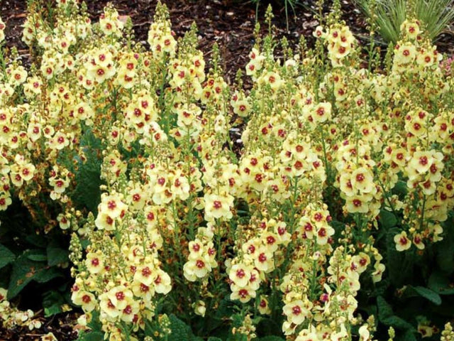 Trvalky ducplant(62)