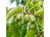 drobné ovocie ducplant(134)