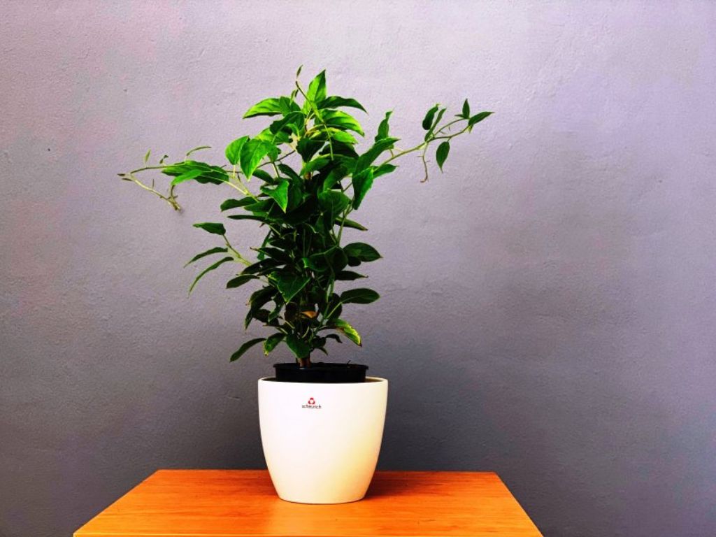 drobné ovocie ducplant(129)