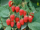drobné ovocie ducplant(174)