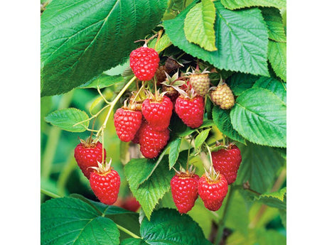 drobné ovocie ducplant(173)