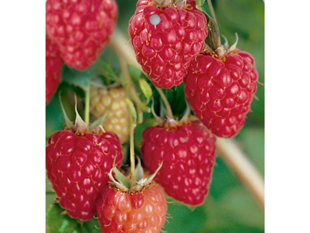 drobné ovocie ducplant(171)