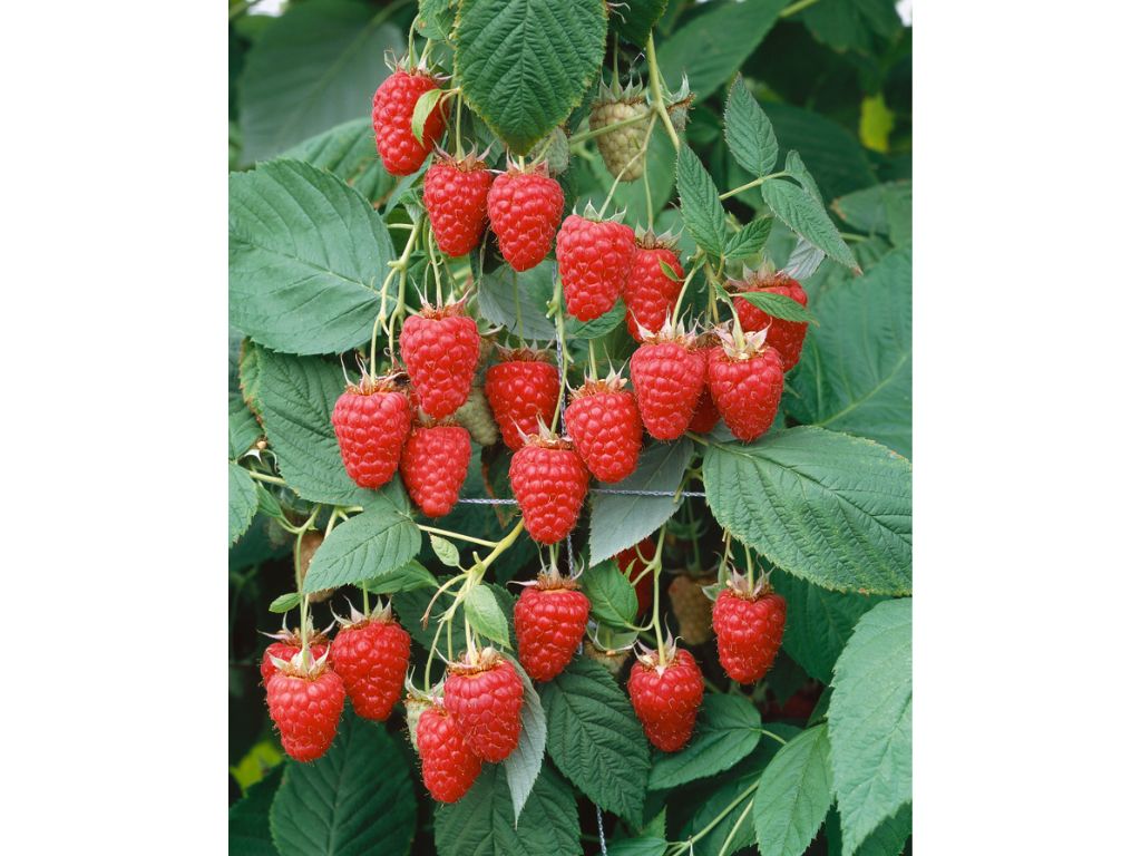 drobné ovocie ducplant(175)