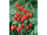 drobné ovocie ducplant(175)