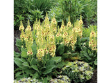 Trvalky ducplant(61)