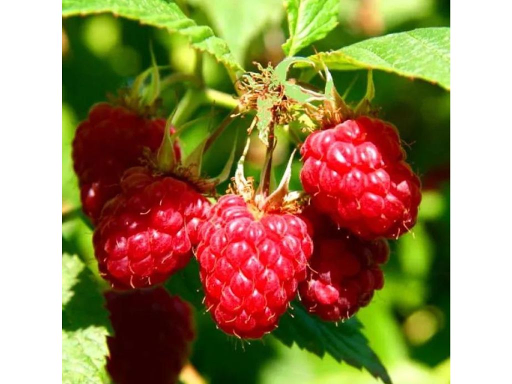 drobné ovocie ducplant(166)