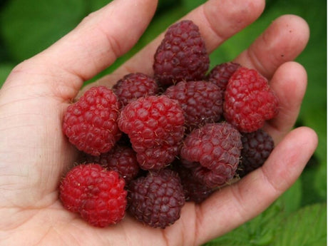 drobné ovocie ducplant(169)